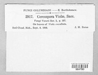 Cercospora violae image